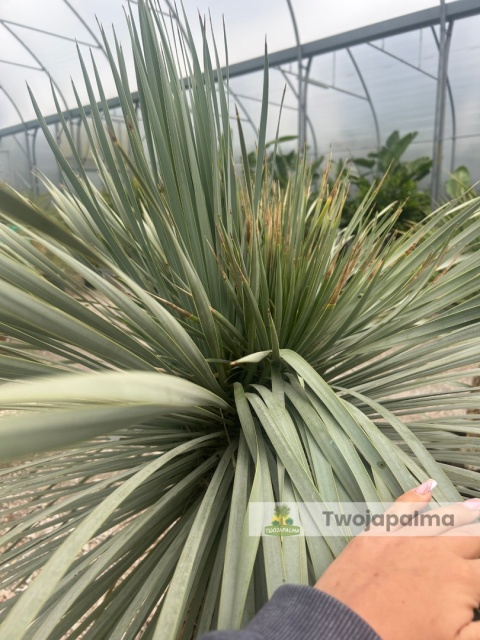 Yucca Rostrata wys.pnia: 62cm, wys. całkowita z donicą: ok. 170cm Yucca Rostrata wys.pnia: 62cm, wys. całkowita z donicą: ok. 170cm