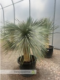Yucca Rostrata wys.pnia: 62cm, wys. całkowita z donicą: ok. 170cm