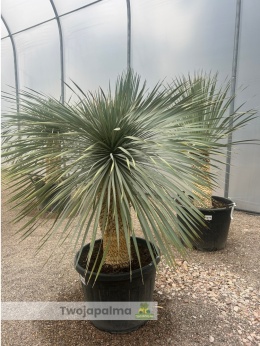 Yucca Rostrata wys.pnia: 62cm, wys. całkowita z donicą: ok. 170cm