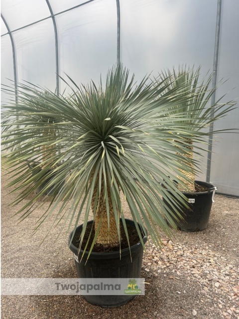 Yucca Rostrata wys.pnia: 62cm, wys. całkowita z donicą: ok. 170cm Yucca Rostrata wys.pnia: 62cm, wys. całkowita z donicą: ok. 170cm