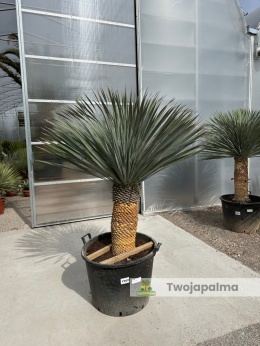 Yucca Rostrata wys. pnia: 65cm, wys. całkowita z donicą: 190cm