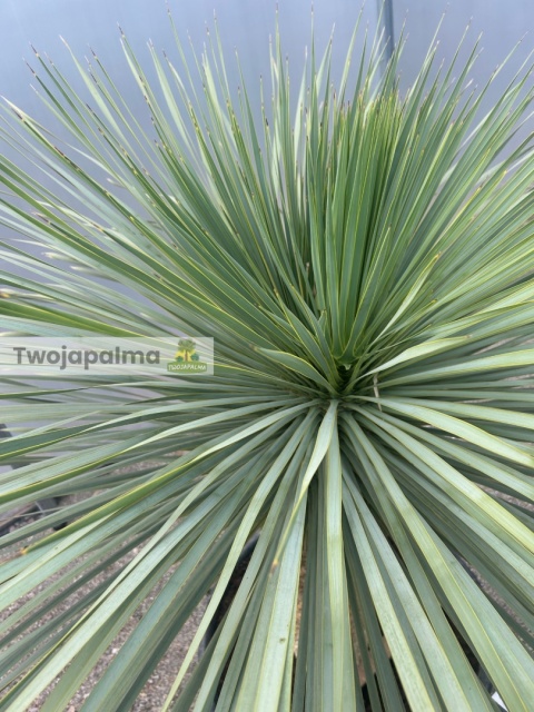 Yucca Rostrata wys. pnia: 68cm, wys. całkowita z donicą: 190cm