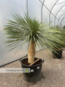 Yucca Rostrata wys. pnia: 68cm, wys. całkowita z donicą: 190cm