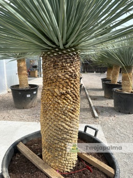 Yucca Rostrata wys. pnia: 70cm, wys. całkowita z donicą: 190cm