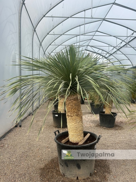 Yucca Rostrata wys. pnia: 70cm, wys. całkowita z donicą: 190cm Yucca Rostrata wys. pnia: 70cm, wys. całkowita z donicą: 190cm