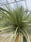 Yucca Rostrata wys. pnia: 70cm, wys. całkowita z donicą: 190cm