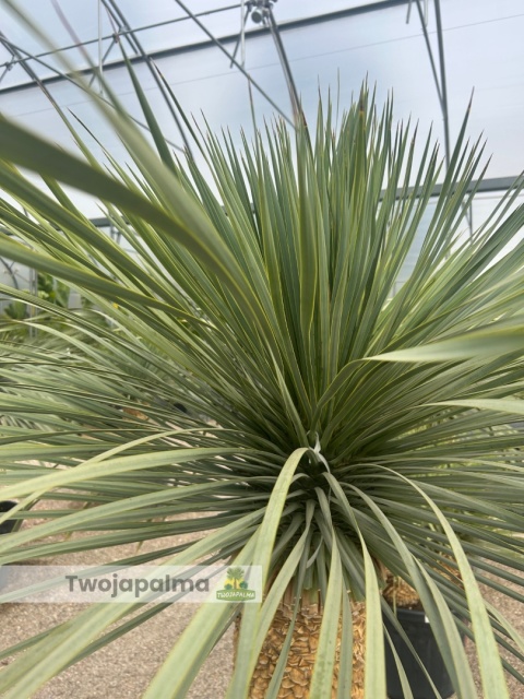 Yucca Rostrata wys. pnia: 70cm, wys. całkowita z donicą: 190cm Yucca Rostrata wys. pnia: 70cm, wys. całkowita z donicą: 190cm