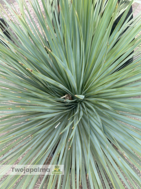 Yucca Rostrata wys. pnia: 70cm, wys. całkowita z donicą: 190cm Yucca Rostrata wys. pnia: 70cm, wys. całkowita z donicą: 190cm