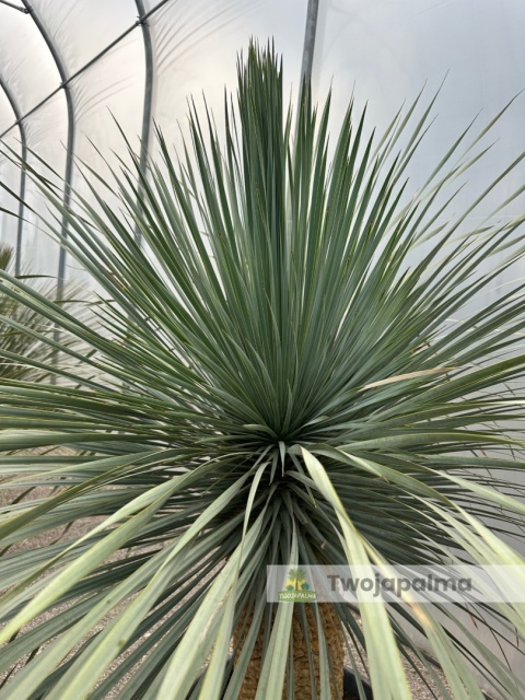 Yucca Rostrata wys. pnia: 70cm, wys. całkowita z donicą: 200cm Yucca Rostrata wys. pnia: 70cm, wys. całkowita z donicą: 200cm