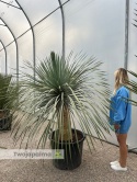 Yucca Rostrata wys. pnia: 70cm, wys. całkowita z donicą: 200cm