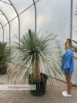 Yucca Rostrata wys. pnia: 70cm, wys. całkowita z donicą: 200cm