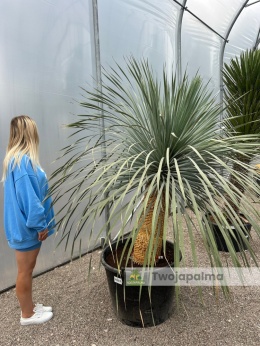 Yucca Rostrata wys. pnia: 70cm, wys. całkowita z donicą: 200cm