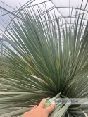 Yucca Rostrata wys. pnia: 70cm, wys. całkowita z donicą: 200cm