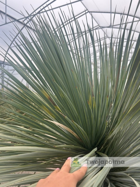 Yucca Rostrata wys. pnia: 70cm, wys. całkowita z donicą: 200cm Yucca Rostrata wys. pnia: 70cm, wys. całkowita z donicą: 200cm