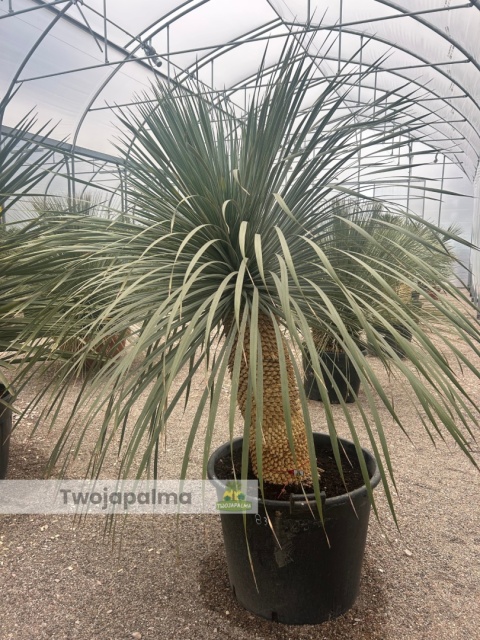 Yucca Rostrata wys. pnia: 70cm, wys. całkowita z donicą: 200cm Yucca Rostrata wys. pnia: 70cm, wys. całkowita z donicą: 200cm