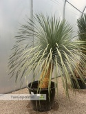 Yucca Rostrata wys. pnia: 70cm, wys. całkowita z donicą: 200cm