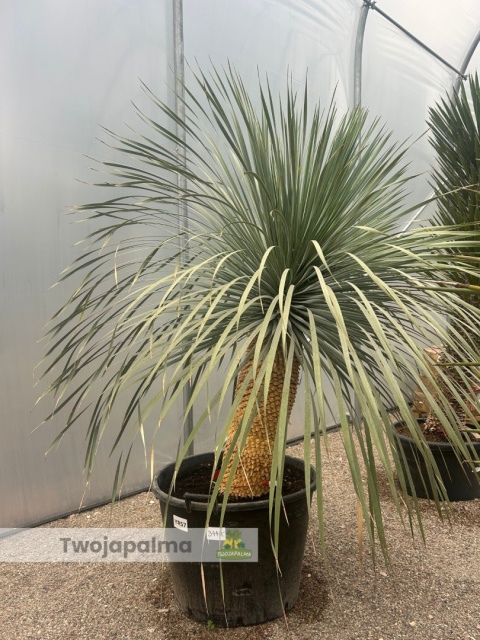 Yucca Rostrata wys. pnia: 70cm, wys. całkowita z donicą: 200cm Yucca Rostrata wys. pnia: 70cm, wys. całkowita z donicą: 200cm