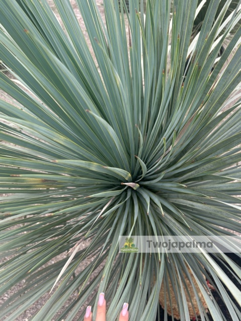 Yucca Rostrata wys. pnia: 70cm, wys. całkowita z donicą: 200cm Yucca Rostrata wys. pnia: 70cm, wys. całkowita z donicą: 200cm