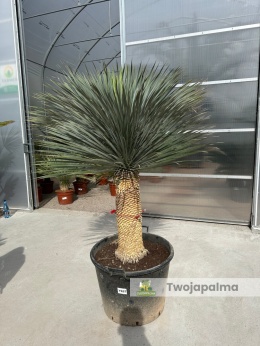 Yucca Rostrata wys. pnia: 75cm, wys. całkowita z donicą: 190cm