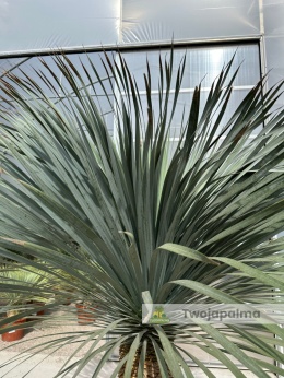 Yucca Rostrata wys. pnia: 75cm, wys. całkowita z donicą: 220cm