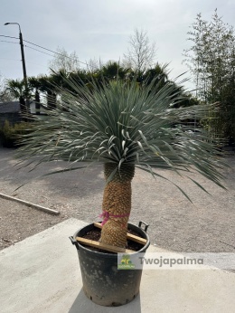Yucca Rostrata wys. pnia: 76cm, wys. całkowita z donicą: 190cm