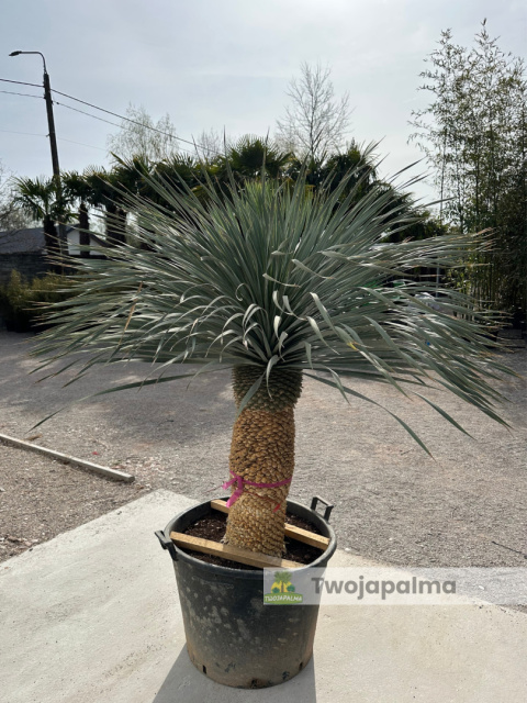 Yucca Rostrata wys. pnia: 76cm, wys. całkowita z donicą: 190cm Yucca Rostrata wys. pnia: 76cm, wys. całkowita z donicą: 190cm
