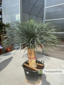 Yucca Rostrata wys. pnia: 76cm, wys. całkowita z donicą: 190cm