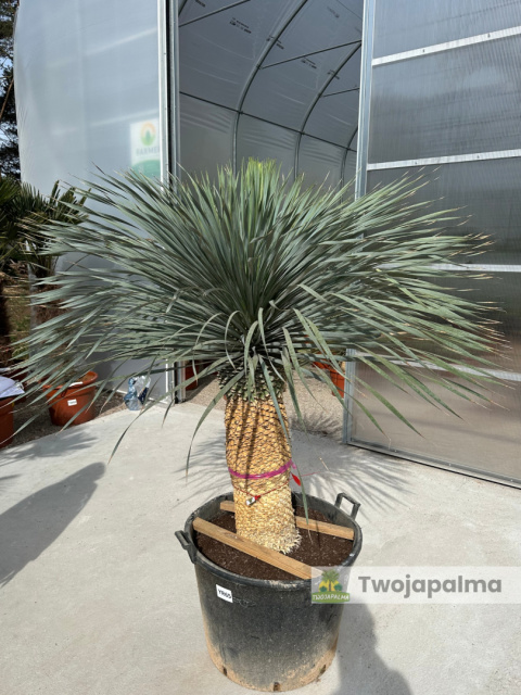 Yucca Rostrata wys. pnia: 76cm, wys. całkowita z donicą: 190cm Yucca Rostrata wys. pnia: 76cm, wys. całkowita z donicą: 190cm