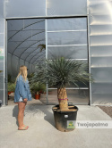 Yucca Rostrata wys. pnia: 76cm, wys. całkowita z donicą: 190cm