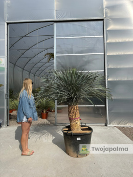 Yucca Rostrata wys. pnia: 76cm, wys. całkowita z donicą: 190cm