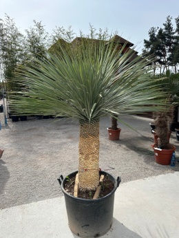 Yucca Rostrata wys. pnia: 78cm, wys. całkowita z donicą: 200cm
