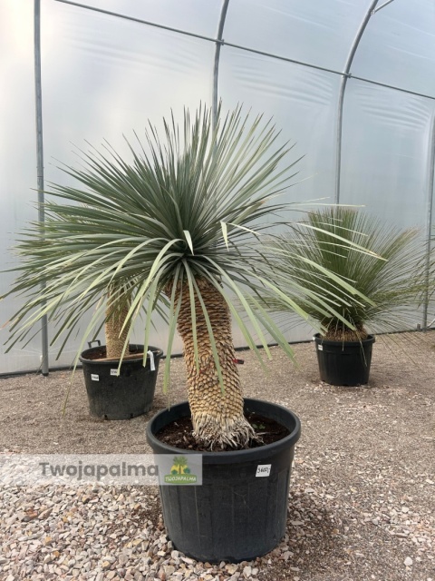 Yucca Rostrata wys.pnia: 80cm, wys. całkowita z donicą: 210cm Yucca Rostrata wys.pnia: 80cm, wys. całkowita z donicą: 210cm