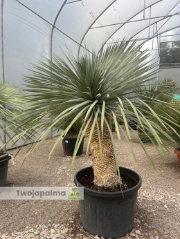 Yucca Rostrata wys.pnia: 80cm, wys. całkowita z donicą: 210cm