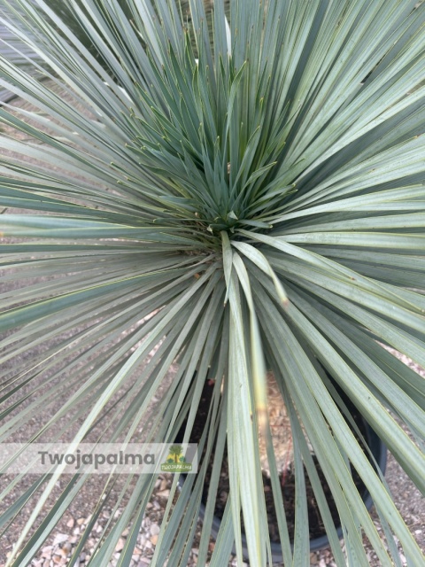 Yucca Rostrata wys.pnia: 80cm, wys. całkowita z donicą: 210cm Yucca Rostrata wys.pnia: 80cm, wys. całkowita z donicą: 210cm