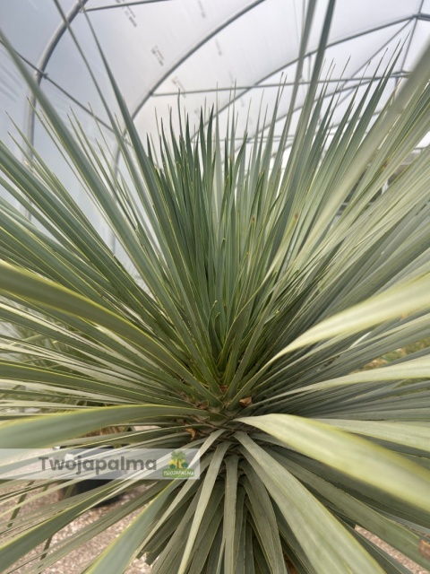 Yucca Rostrata wys.pnia: 80cm, wys. całkowita z donicą: 210cm Yucca Rostrata wys.pnia: 80cm, wys. całkowita z donicą: 210cm