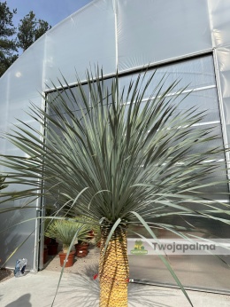 Yucca Rostrata wys. pnia: 95cm, wys. całkowita z donicą: 270cm