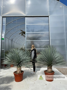 Yucca Rostrata wys. rośliny: 100-130cm
