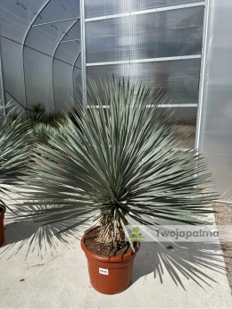 Yucca Rostrata wys. rośliny: 100-130cm