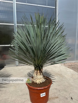 Yucca Rostrata wys. rośliny: 60-80cm