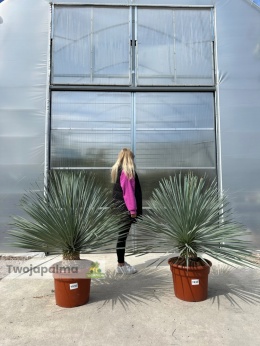 Yucca Rostrata wys. rośliny: 80-100cm