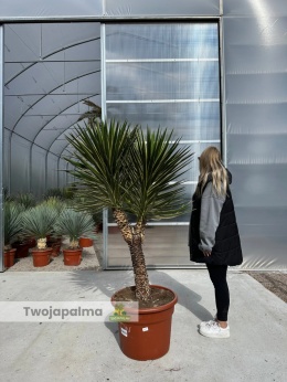 Yucca aloifolia marginata - wysokość rośliny: 150cm