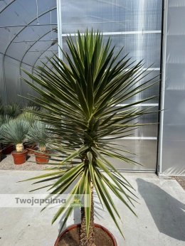 Yucca aloifolia marginata - wysokość rośliny: 170cm