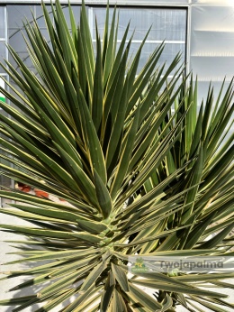 Yucca aloifolia marginata - wysokość rośliny: 180cm
