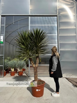 Yucca aloifolia marginata - wysokość rośliny: 190cm