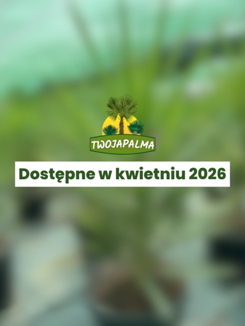 Yucca elephantipes 'Jewel' - Juka słoniowa 'Jewel'