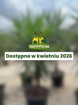 Yucca elephantipes - Juka słoniowa