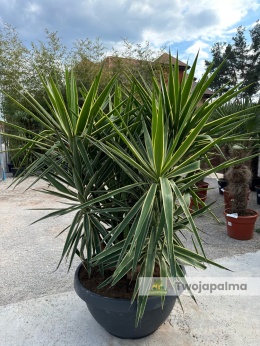 Yucca elephantipes 'Puck' - Juka gwatemalska - wyskokość całkowita: ok. 200cm