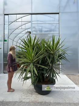 Yucca elephantipes 'Puck' - Juka gwatemalska - wyskokość całkowita: ok. 200cm