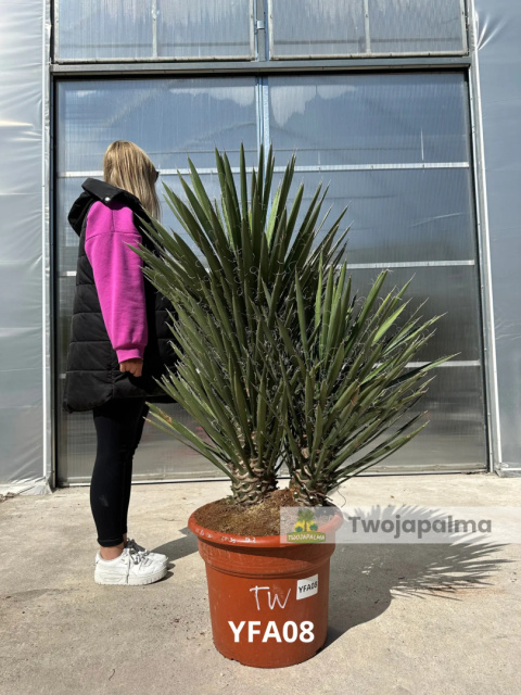 Yucca filifera podwójny pień wysokość rośliny: 100cm Yucca filifera podwójny pień wysokość rośliny: 100cm