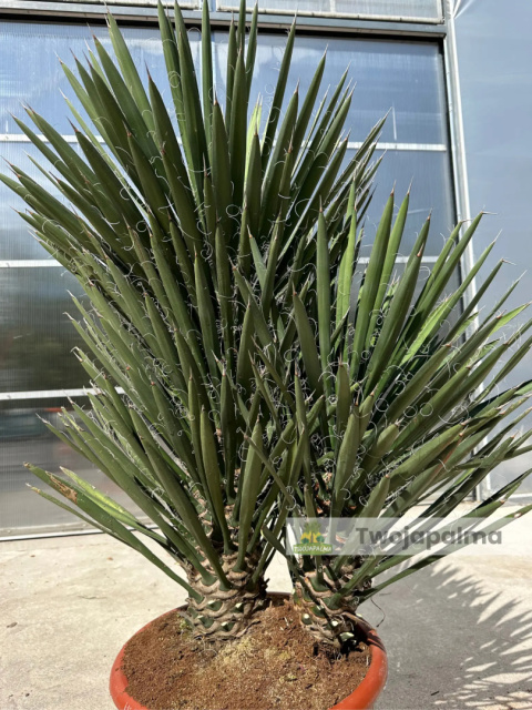 Yucca filifera podwójny pień wysokość rośliny: 100cm Yucca filifera podwójny pień wysokość rośliny: 100cm